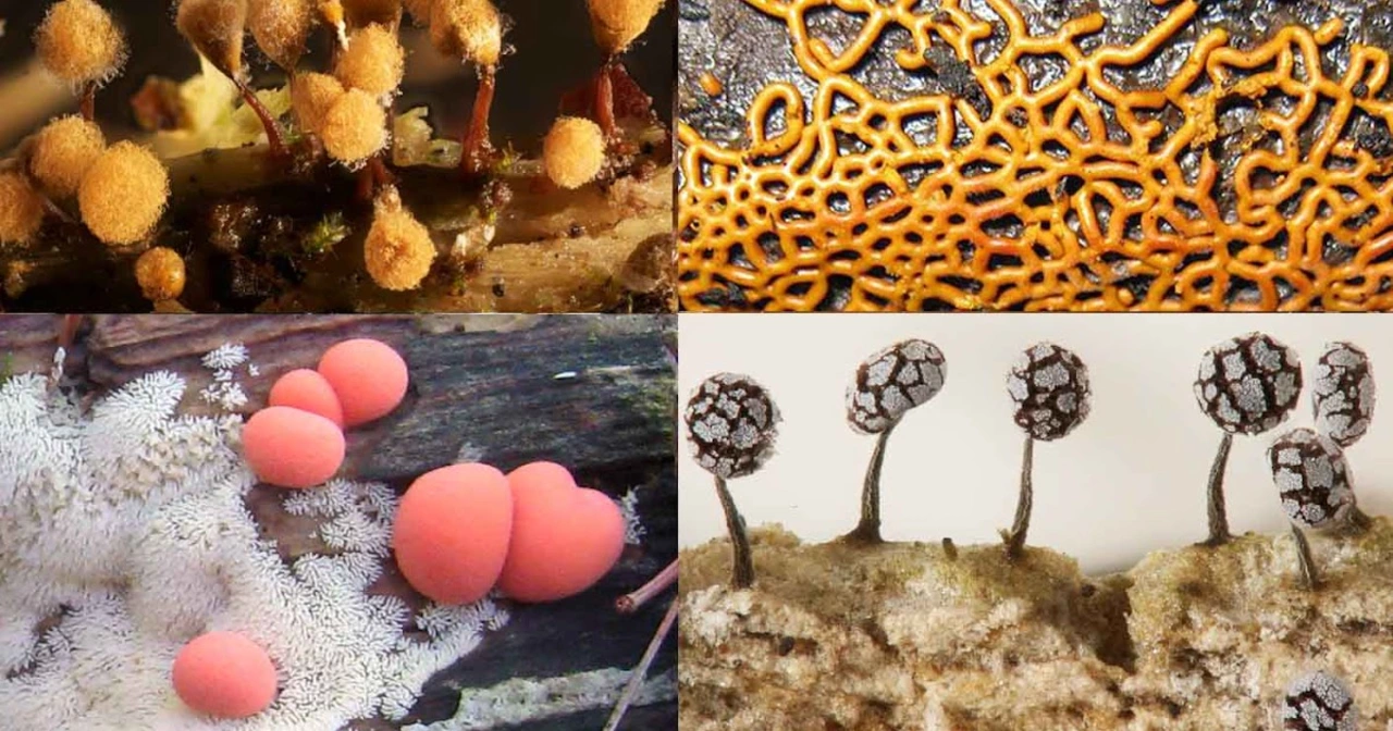 The science of mycology: Studying fungi and their applications